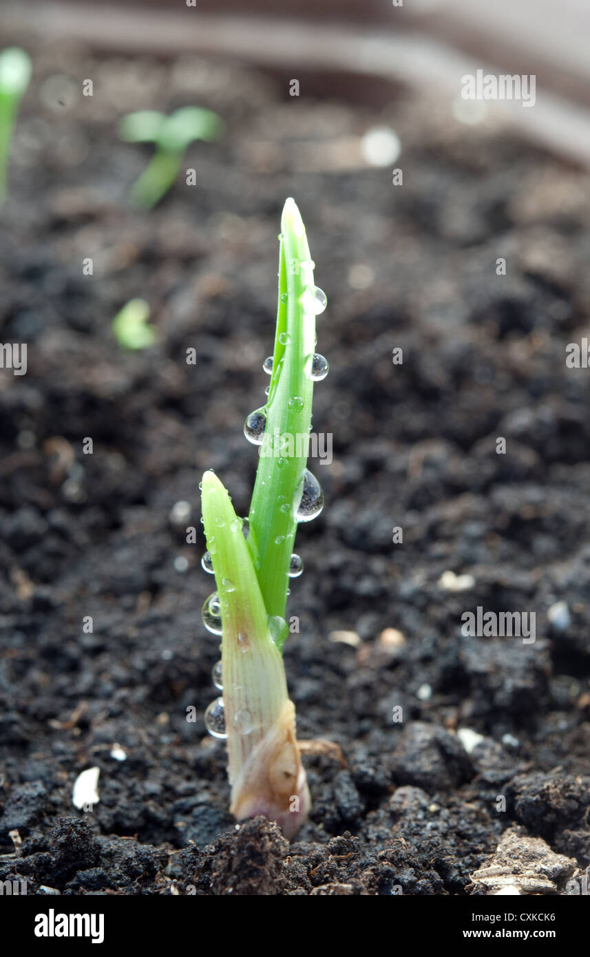 young green garlic growing Stock Photo Alamy