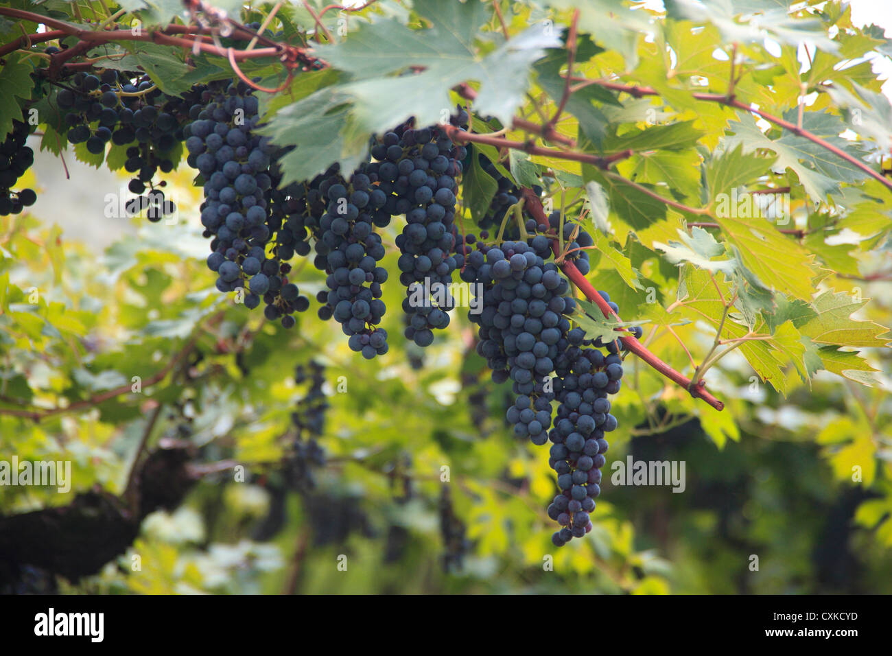 Blue black barbera grapes hanging from a tall vine. Stock Photo