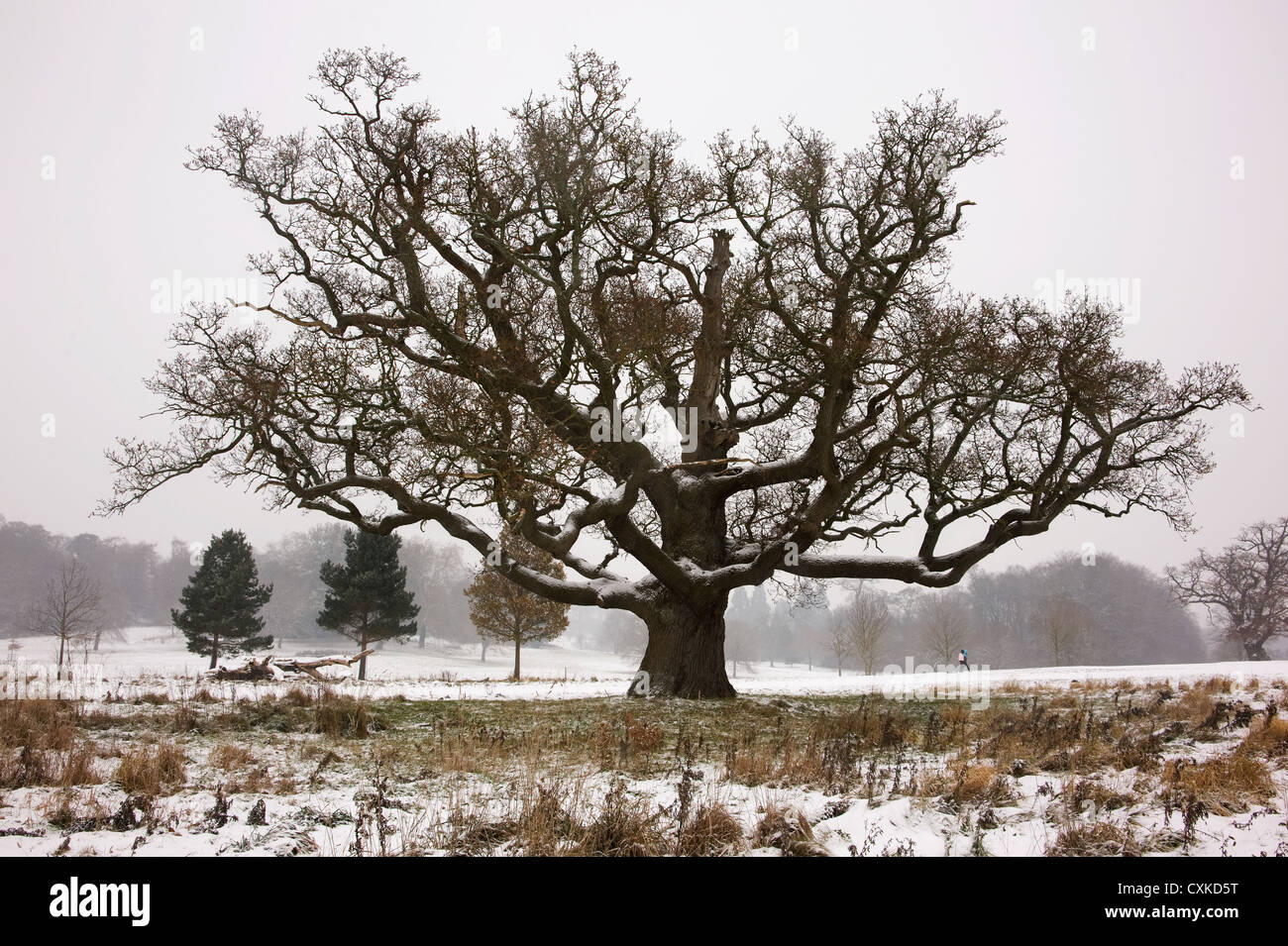 old tree on Long Ashton estate, Bristol Stock Photo Alamy
