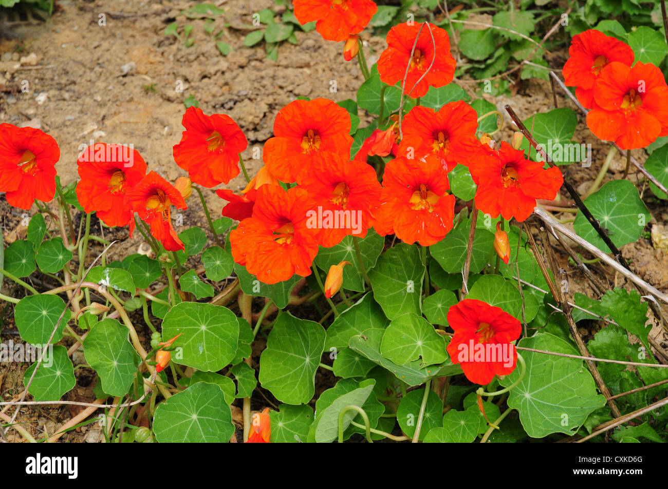 Nasturtium tropaeolum majus ground cover hires stock photography and