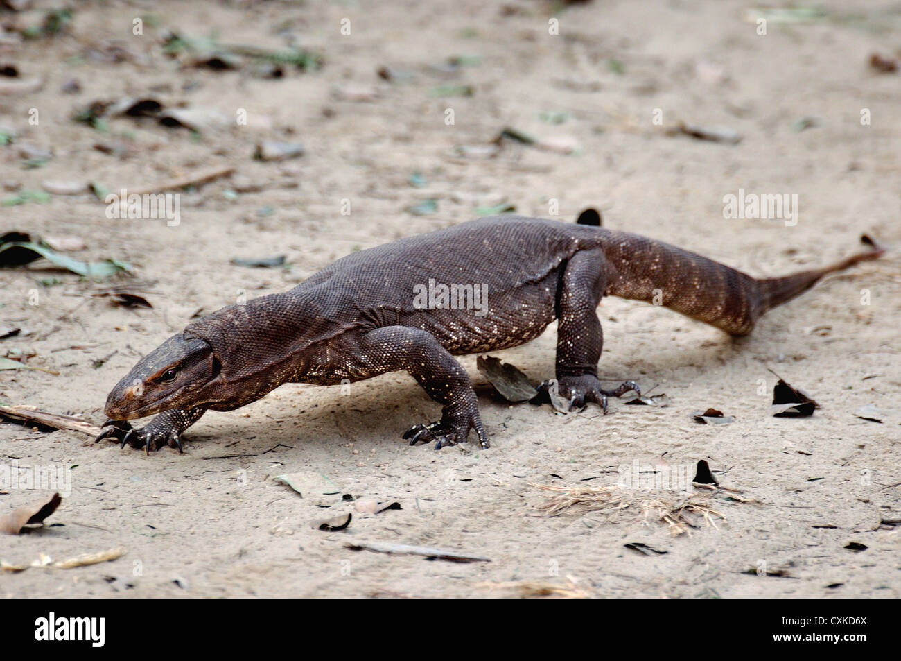 Asian lizards tail hires stock photography and images Alamy