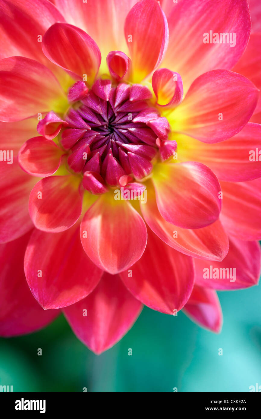 Single dahlia hi-res stock photography and images - Alamy