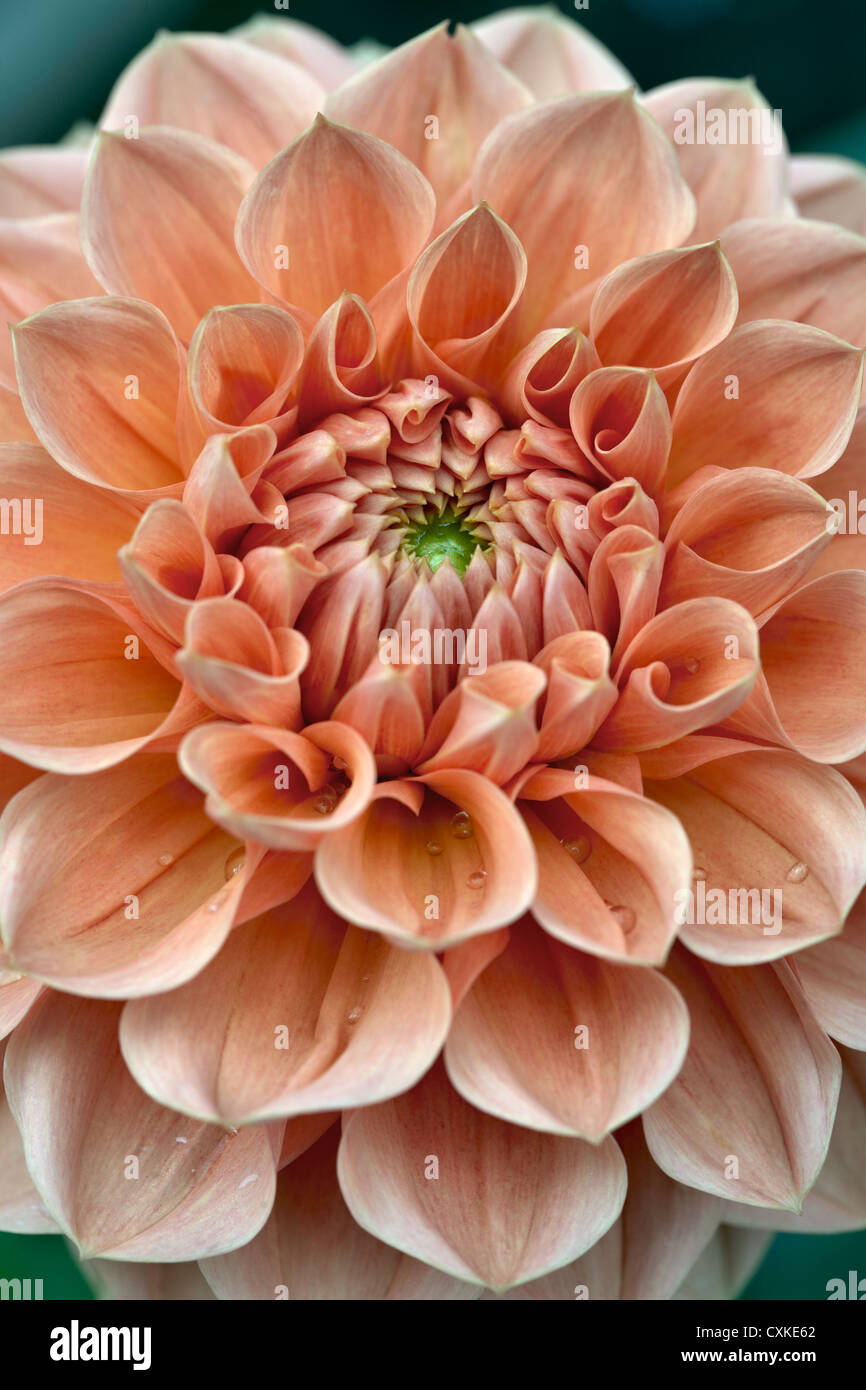Dahlia, medium decorative form Stock Photo Alamy