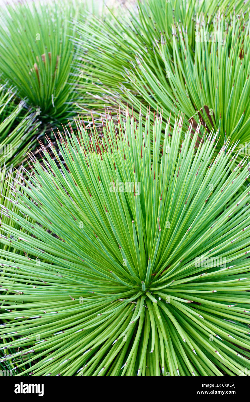 Cactii at Mt Coot-tha Botanical Gardens Stock Photo