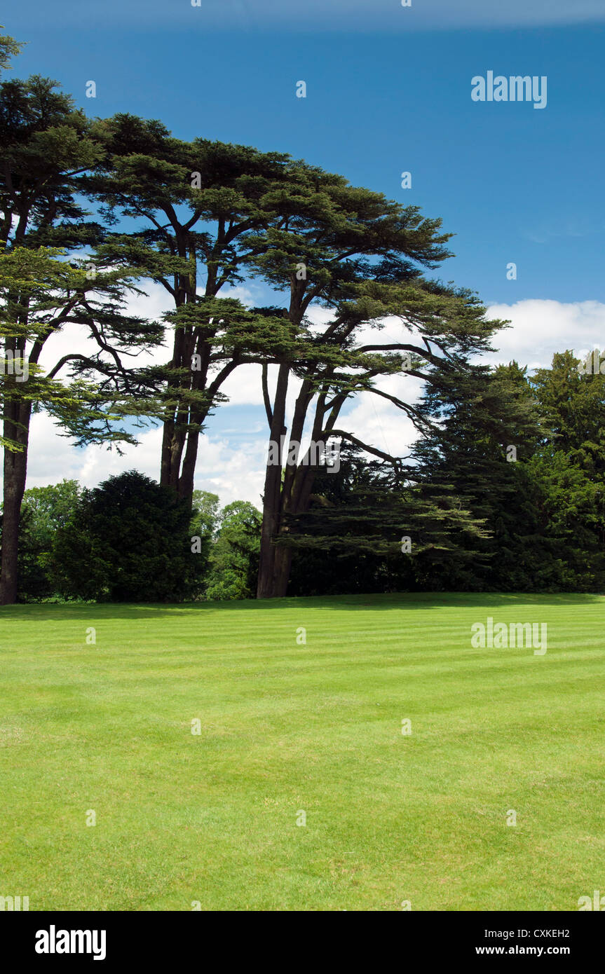 Large group of trees hires stock photography and images Alamy