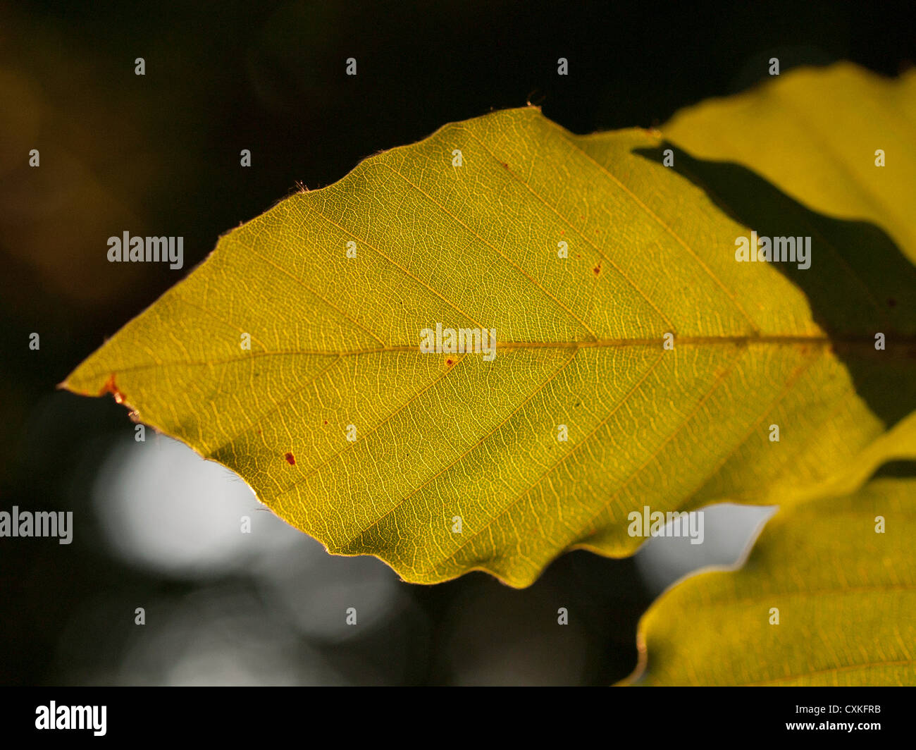 Carpinus betulus (European or common hornbeam) leaf Stock Photo