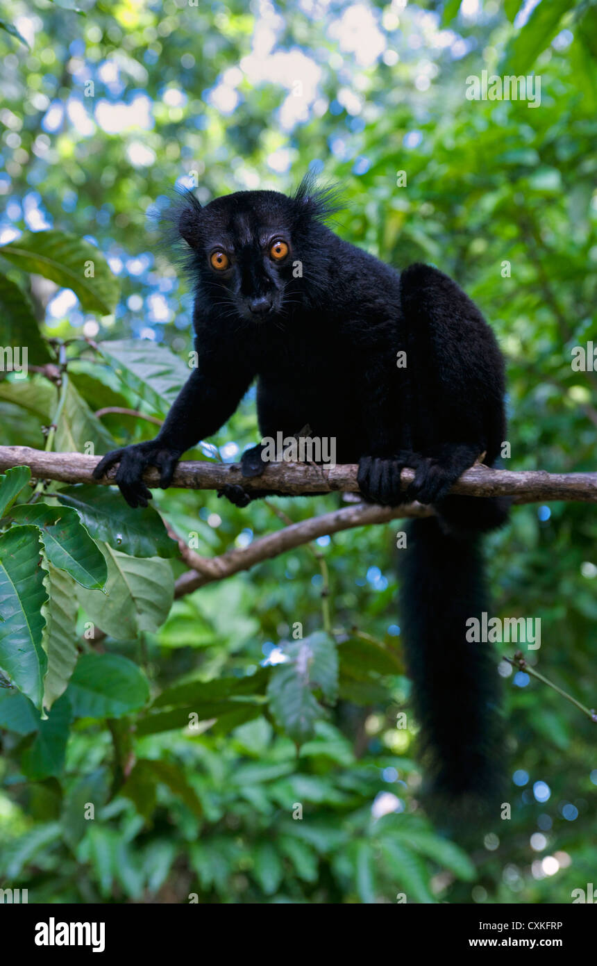 Black Lemur (Eulemur macaco macaco), male and female, Lokobe Nature Special Reserve, Nosy Be, Northern Madagascar Stock Photo