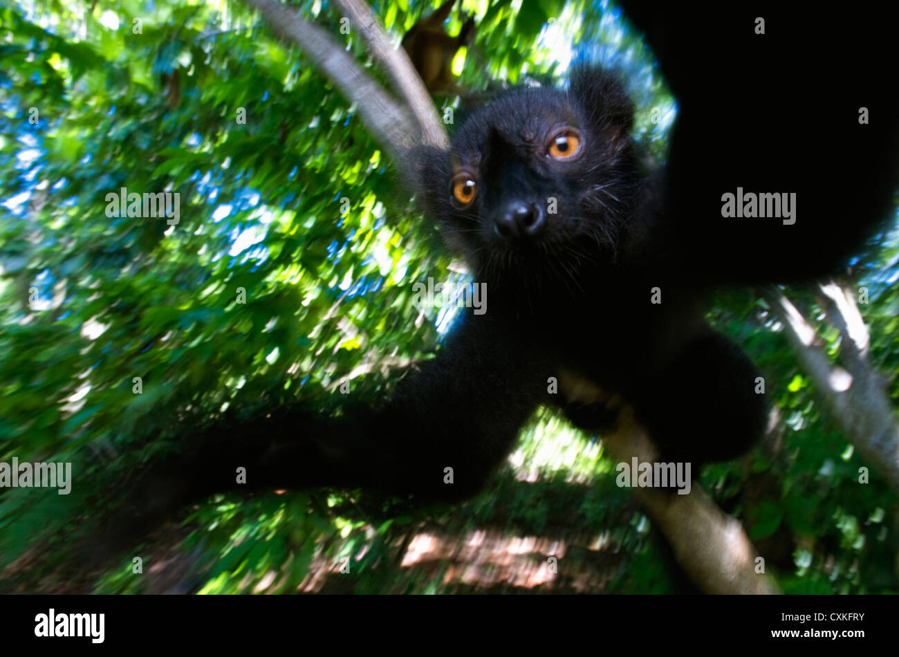 Black Lemur (Eulemur macaco macaco), male and female, Lokobe Nature Special Reserve, Nosy Be, Northern Madagascar Stock Photo
