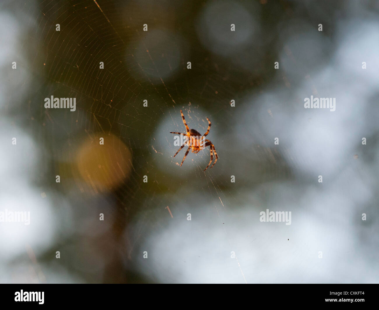 A large spider in his net Stock Photo