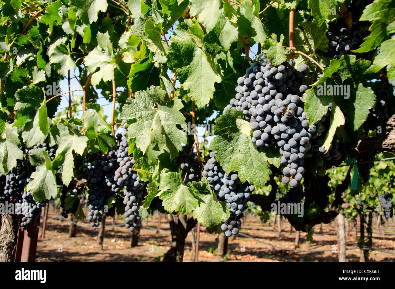 California, Napa Valley Wine Country. Wine vineyard, Fall "crush season" in Sonoma County along