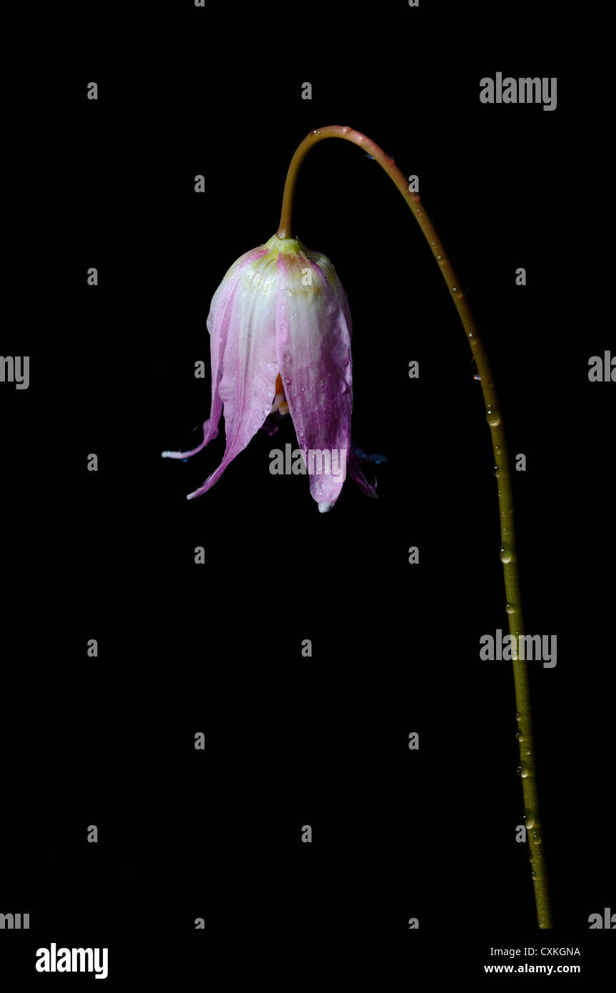 Pink Fawn Lily. Erythronium revolutum , Courtenay, Comox Valley, Vancouver Island, Canada Stock Photo