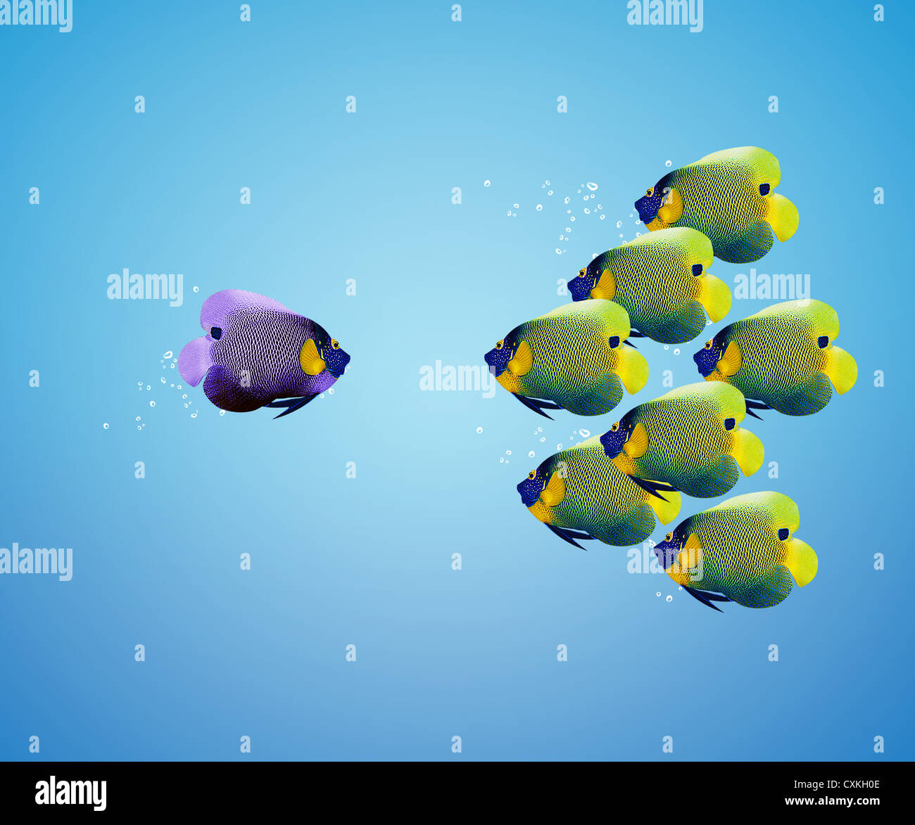 big angelfish leading group of angelfish. Stock Photo