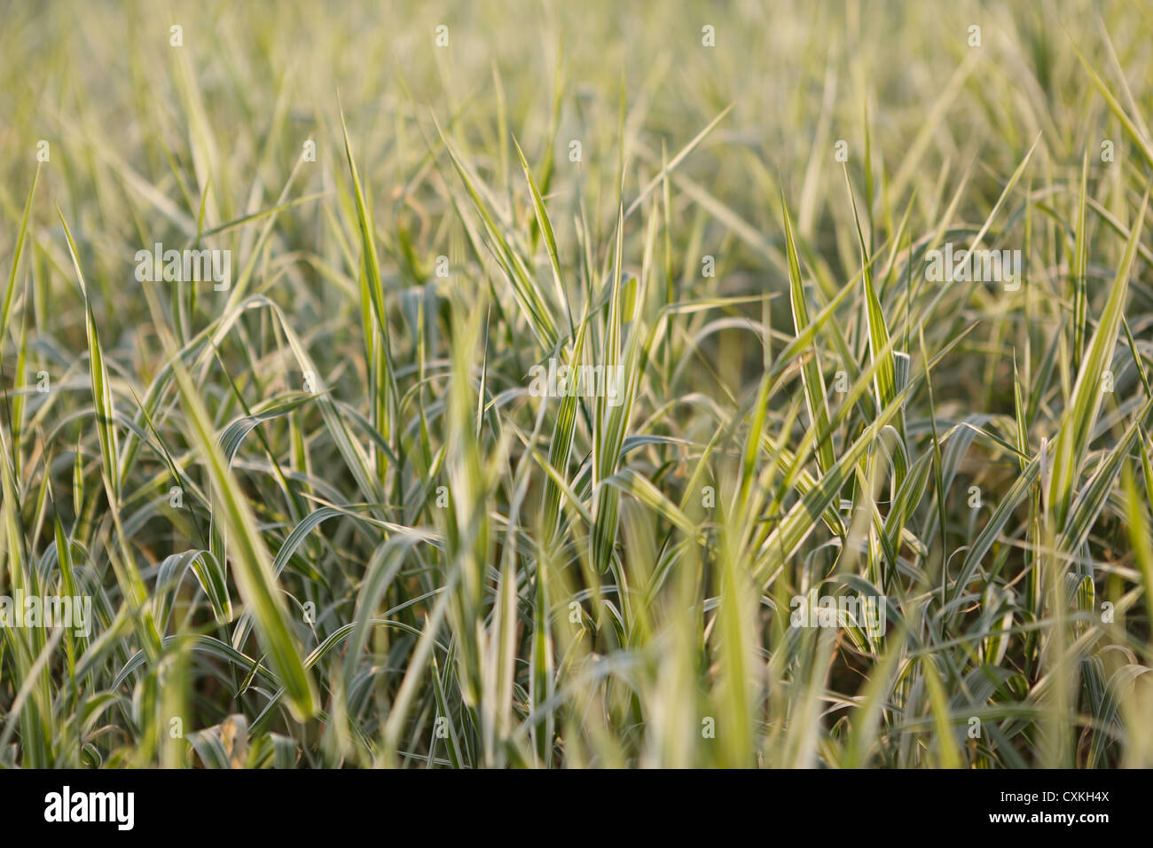 Close up grass type hi-res stock photography and images - Alamy