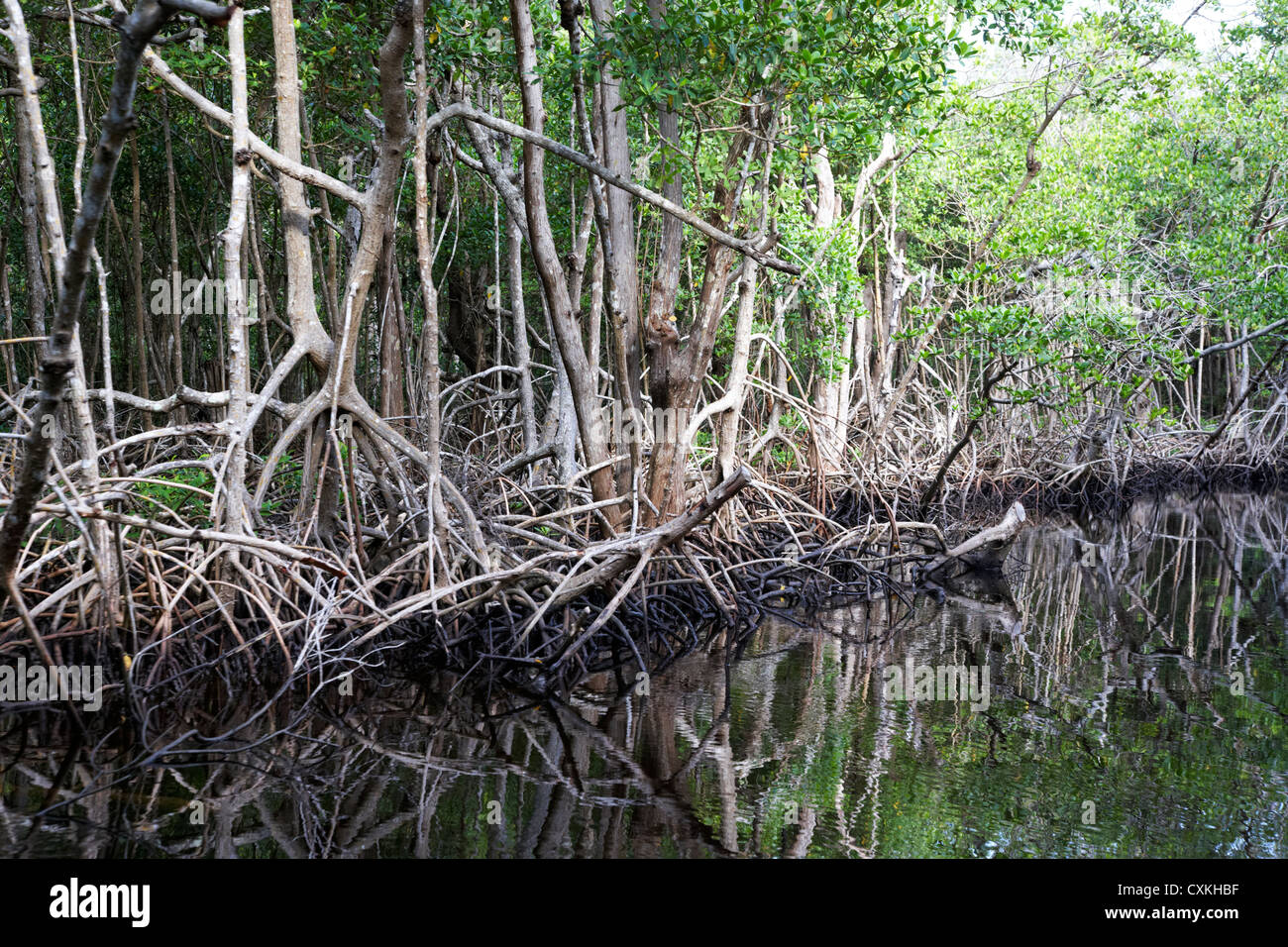 mangrove forest in the florida everglades usa Stock Photo