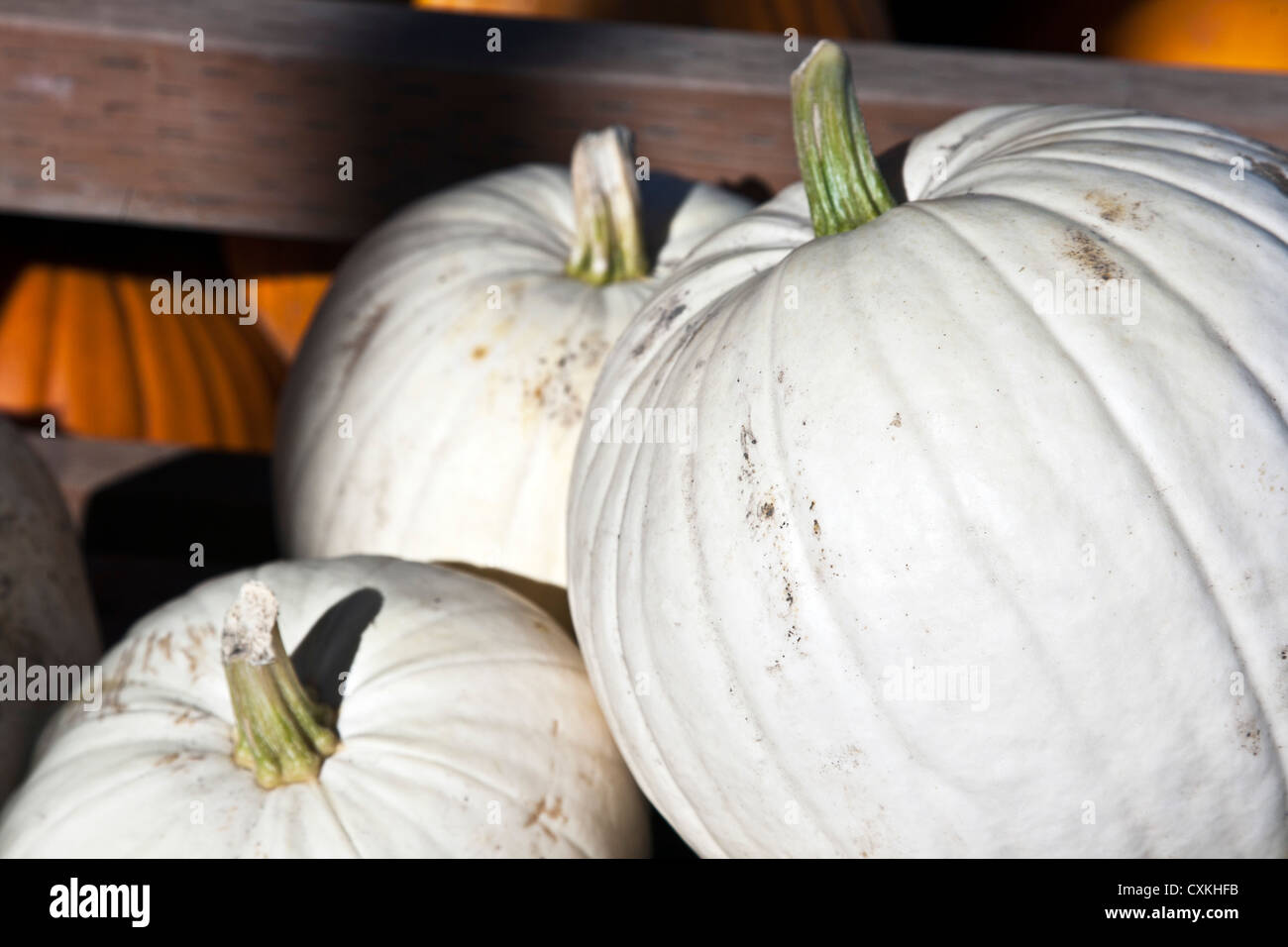 ghostly white Ghost pumpkin pumpkins for sale for Halloween at roadside stand Edmonds Washington State Stock Photo