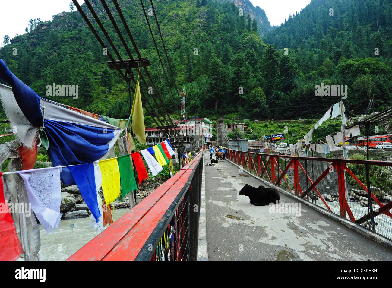 India, Himachal Pradesh, Manikaran, cows resting on bridge Stock Photo