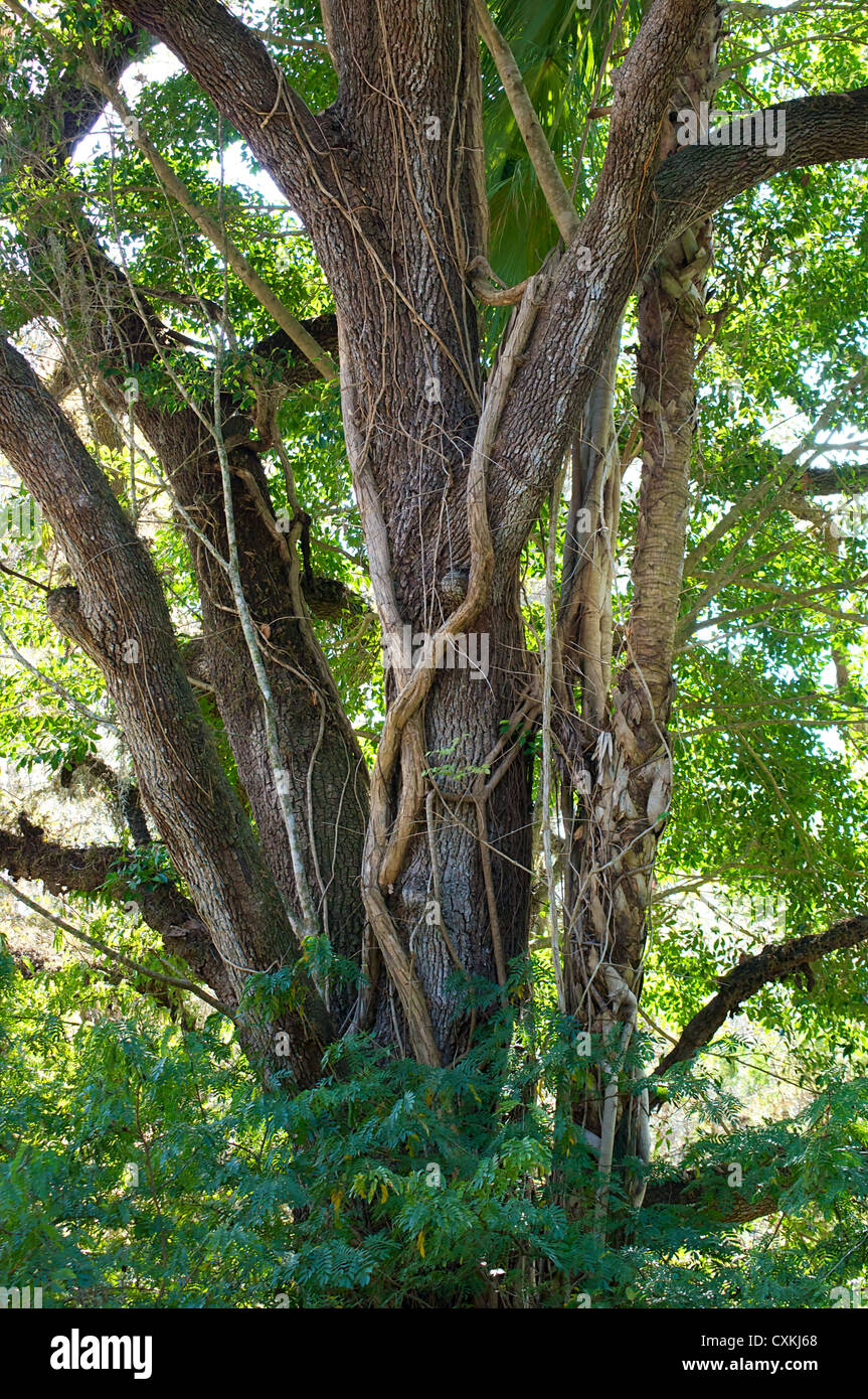 Florida tree vine hires stock photography and images Alamy