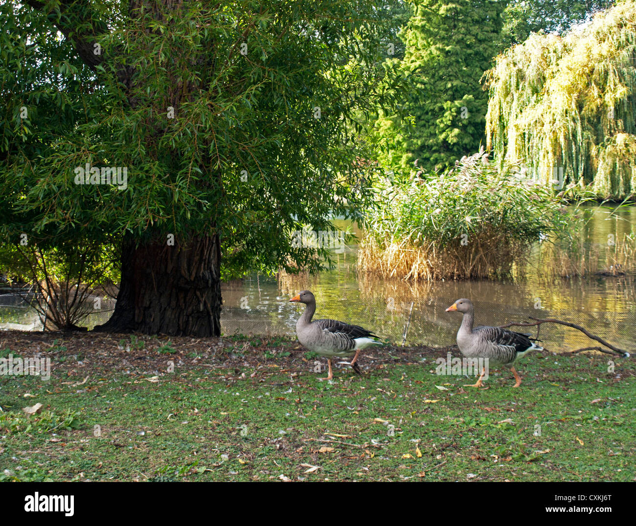 Ducks in St. James Park near lake, City of Westminster, London, England, United Kingdom Stock Photo