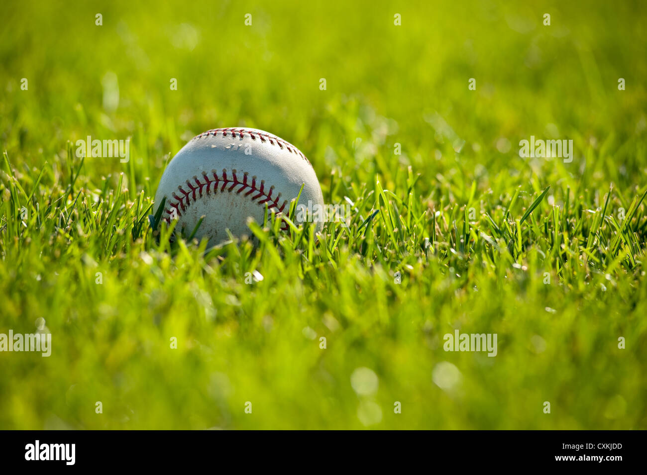 A white leather baseball on a grass field on a sunny day, with copy space Stock Photo