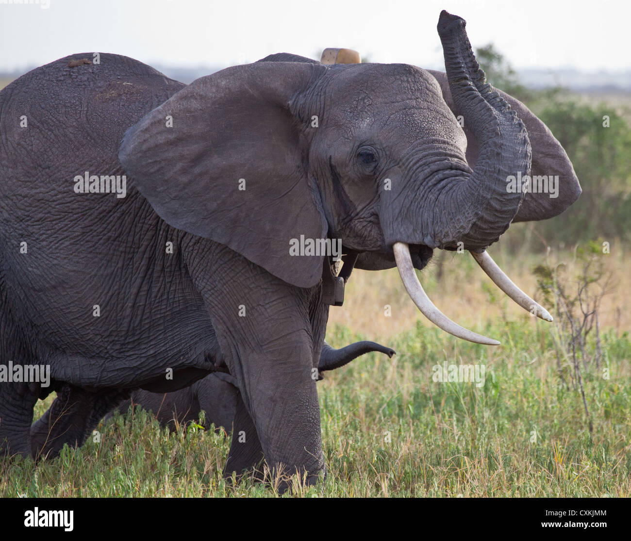 A family of elephants raises their trunks to smell the air. Manyara Ranch Conservancy, Tanzania
