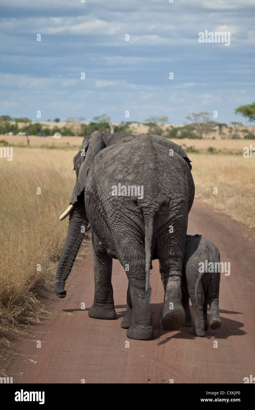 Mother and Baby walk down the road in Serengeti National Park, Tanzania. Stock Photo