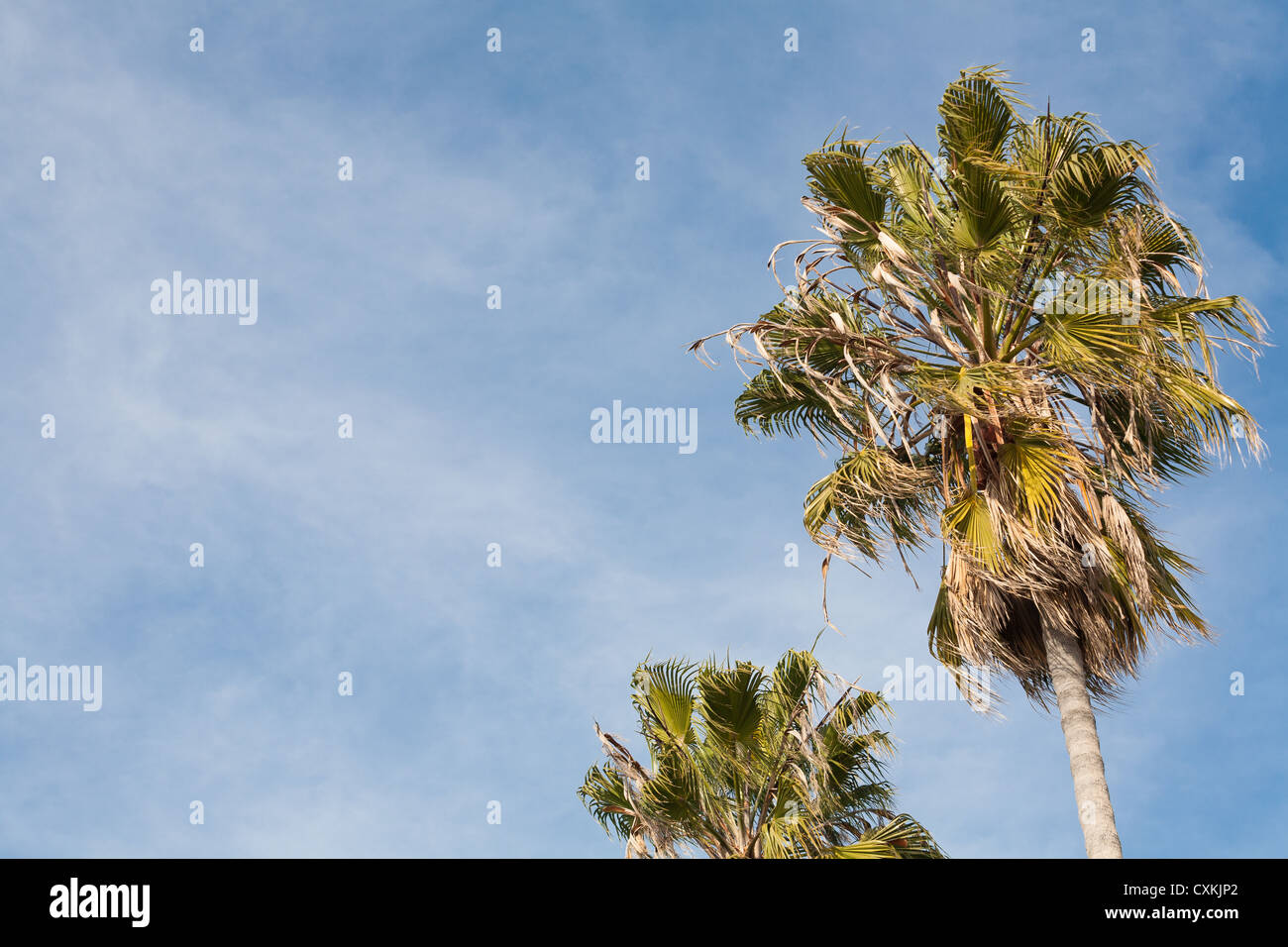 Trees blowing wind clouds hires stock photography and images Alamy