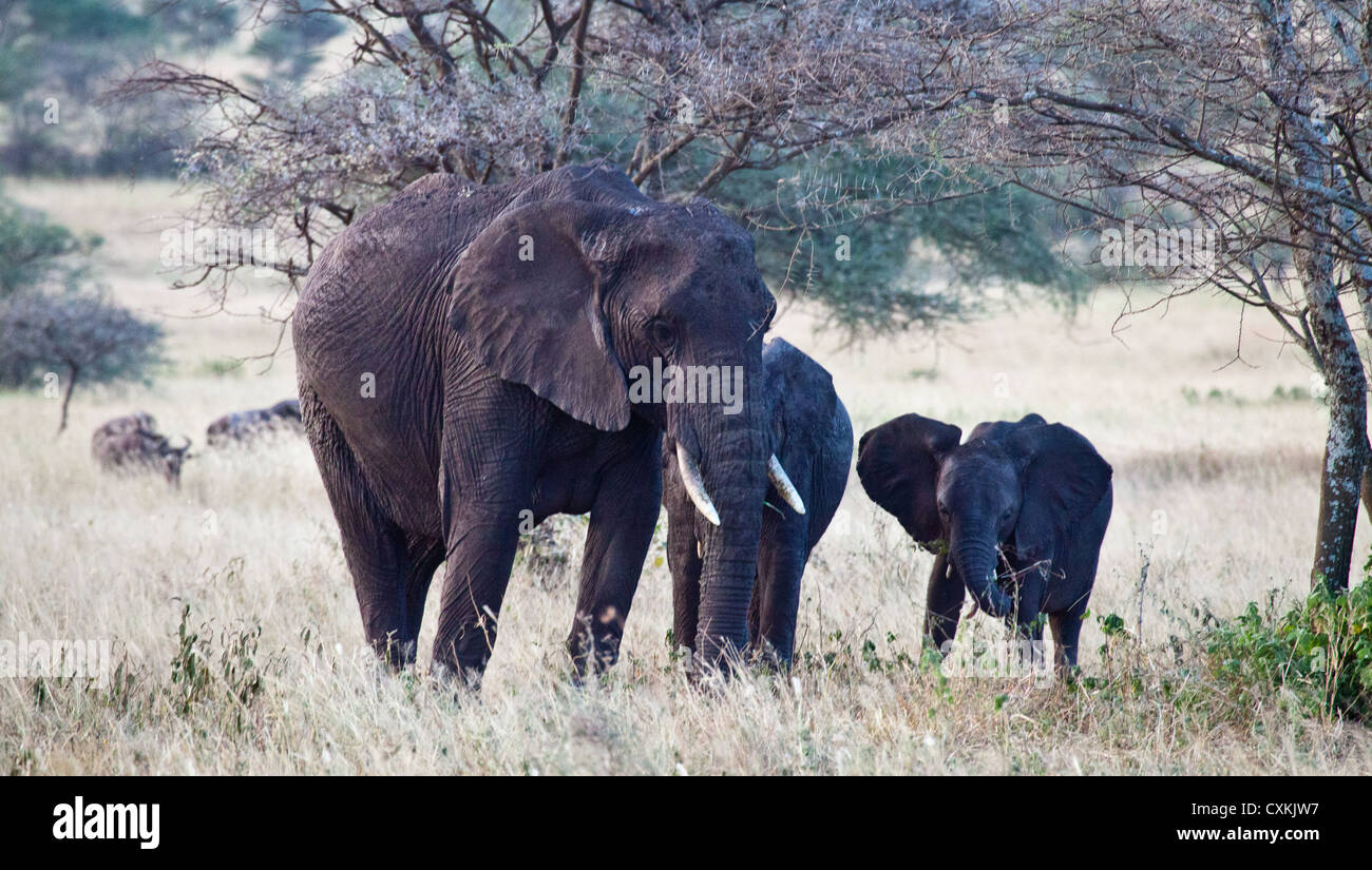 An elephant family beneath the branches of an Acacia Tree. Serengeti National Park Stock Photo
