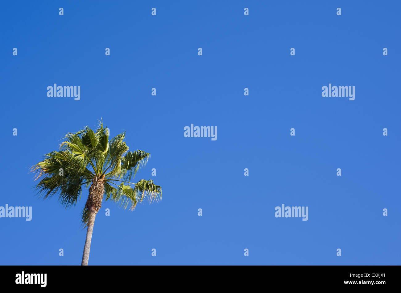 A top of a palm tree on a blue sky background with copy space Stock ...