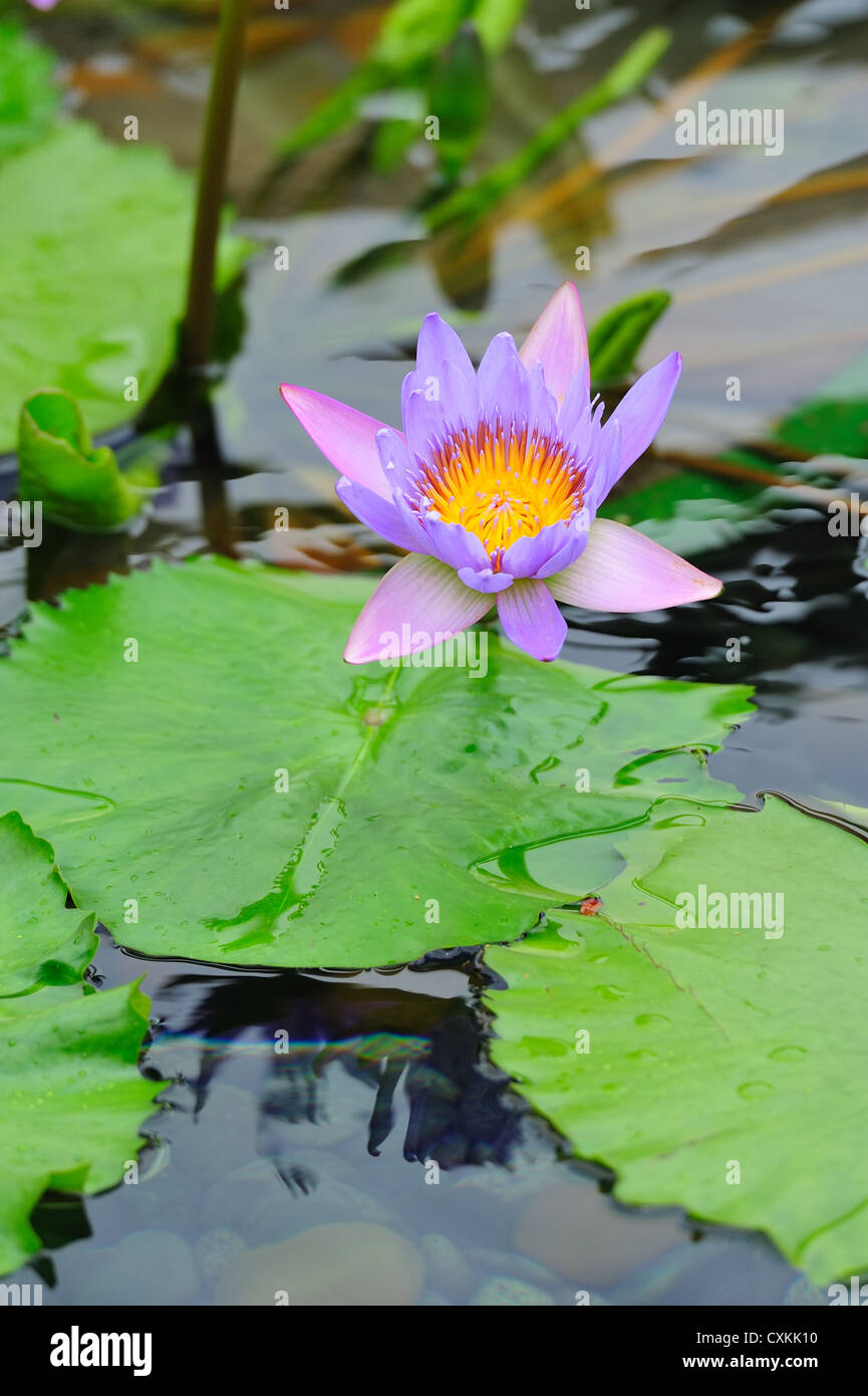 Water Lily in garden in Hong Kong Stock Photo Alamy