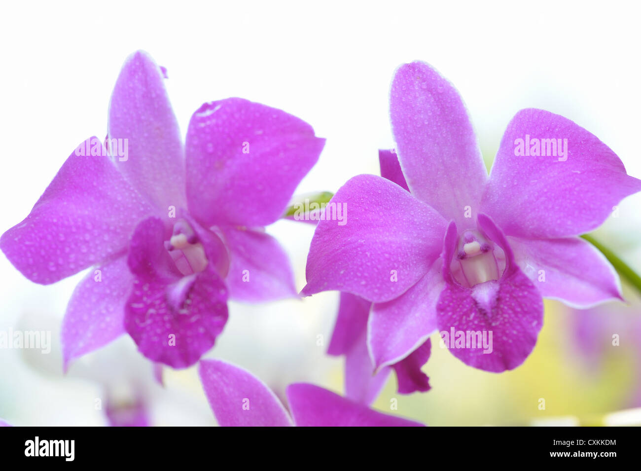 Flower Orchid Stock Photo