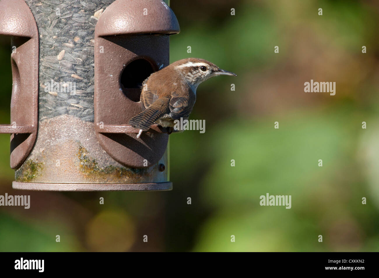 Bewick's Wren (Thryomanes bewickii) feeding on sunflower seeds from feeder in Nanaimo, Vancouver Island, BC, Canada in October Stock Photo
