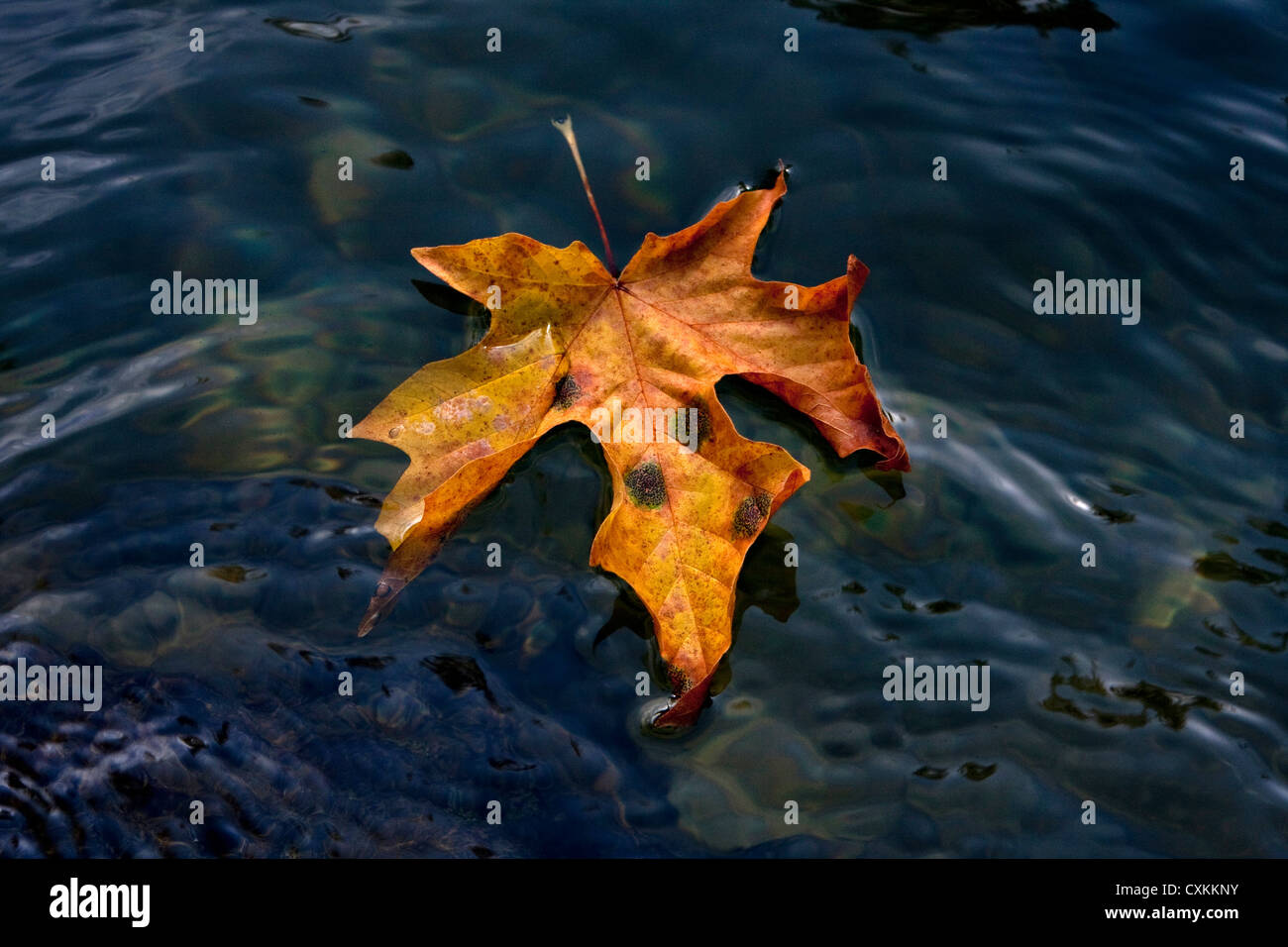 An autumnal Broadleaf Maple leaf floating in the river at Stamp River Falls, Port Alberni, Vancouver Is, BC, Canada in October Stock Photo
