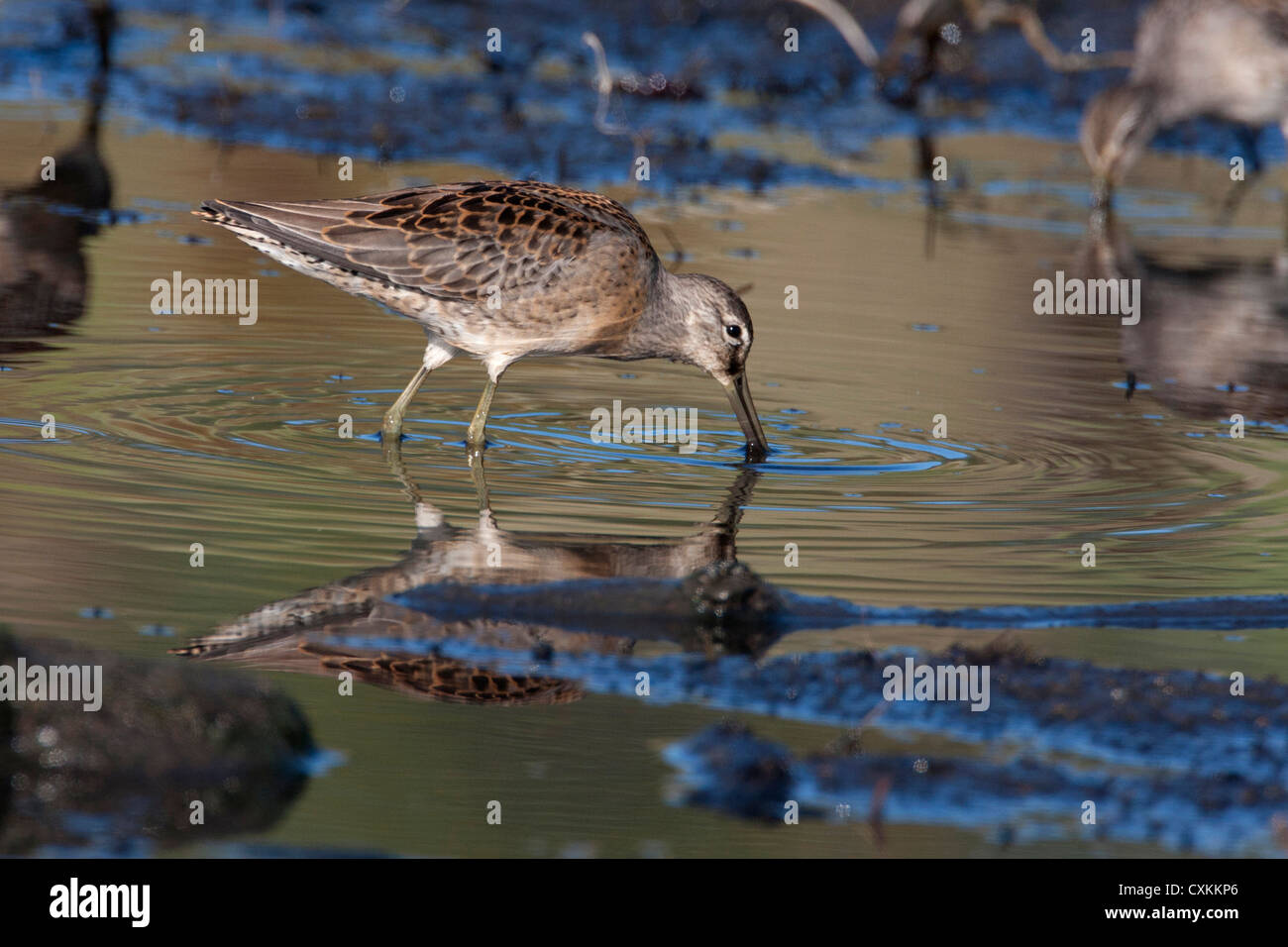 Long-billed Dowitchers Limnodromus scolopaceus feeding with reflection in water at French Creek, Vancouver Island, BC, Canada Stock Photo