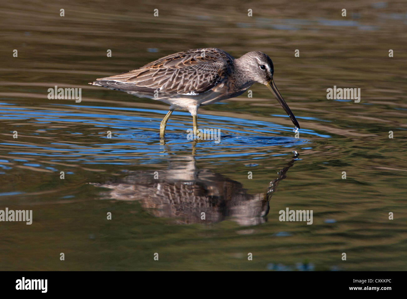 Long-billed Dowitcher Limnodromus scolopaceus feeding with reflection in water at French Creek, Vancouver Island, BC, Canada Stock Photo