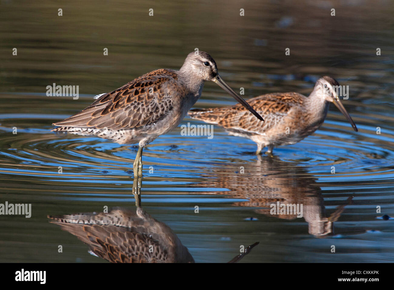 Long-billed Dowitchers Limnodromus scolopaceus feeding with reflection in water at French Creek, Vancouver Island, BC, Canada Stock Photo