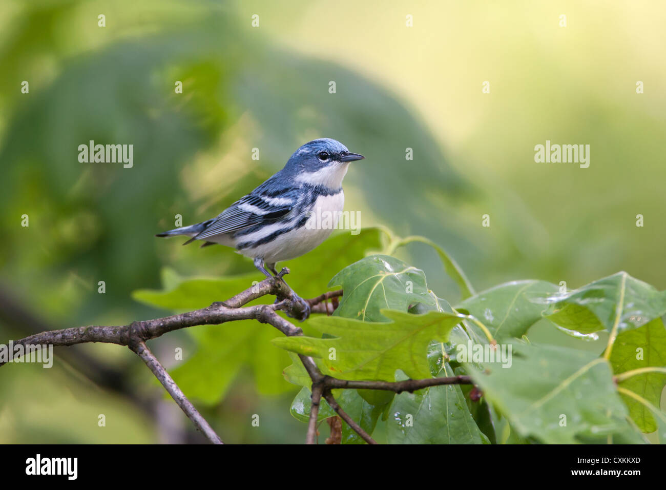 Cerulean Warbler bird songbird perching in Oak Tree Stock Photo