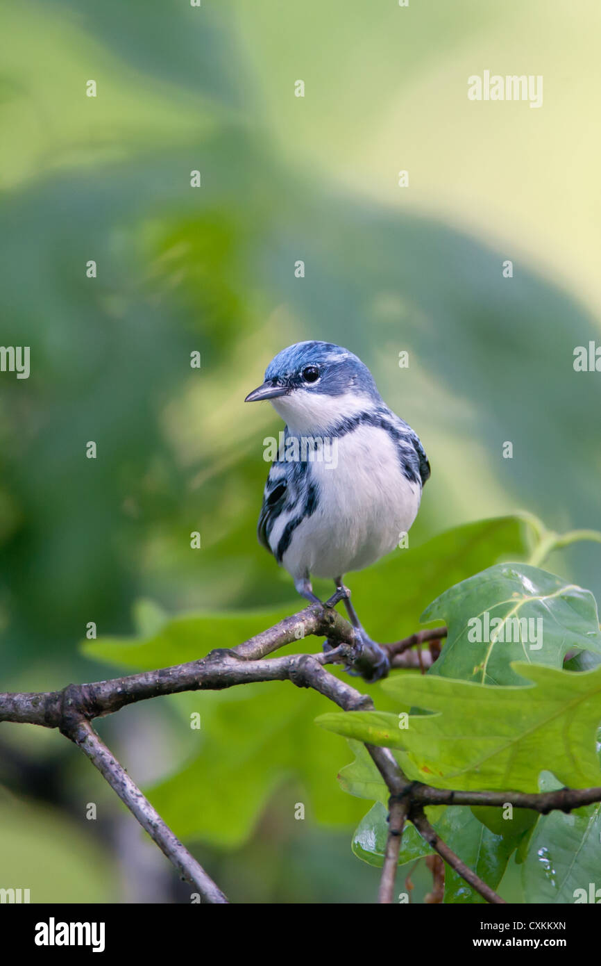 Cerulean Warbler bird songbird perching in Oak Tree vertical Stock Photo