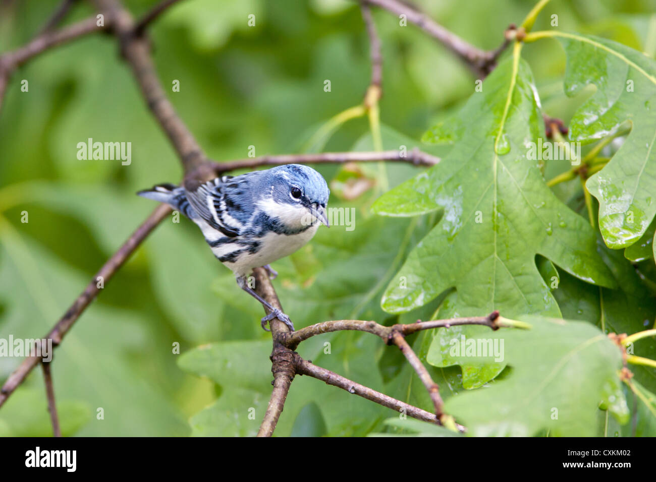 Cerulean Warbler bird songbird perching in Oak Tree Stock Photo