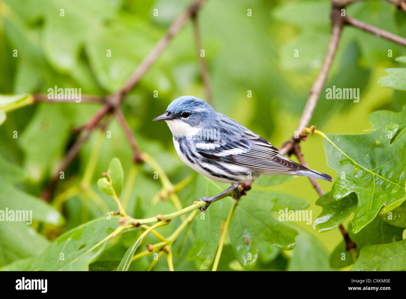 Cerulean Warbler bird songbird perching in Oak Tree Stock Photo