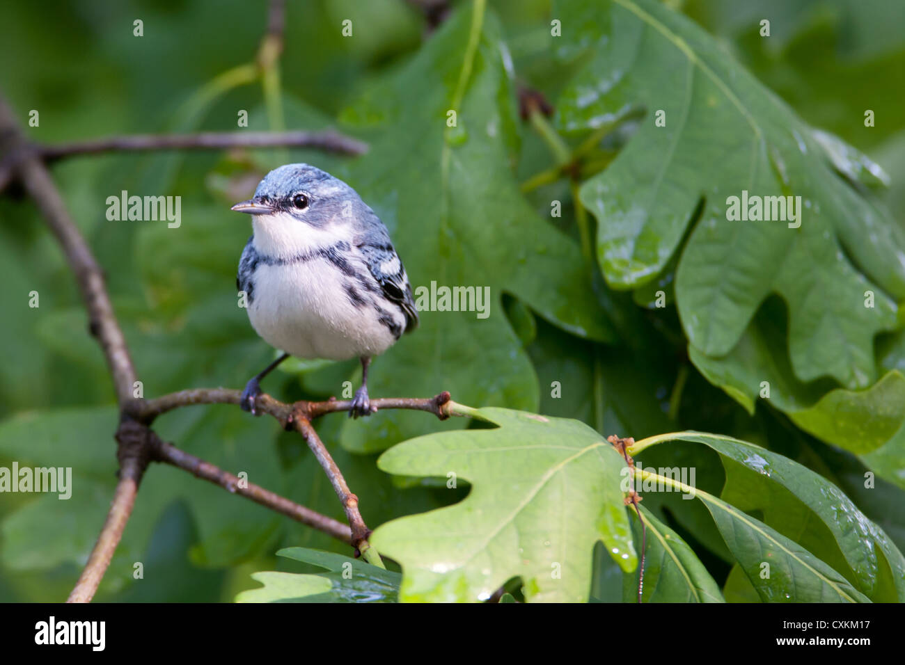 Cerulean Warbler bird songbird perching in Oak Tree Stock Photo