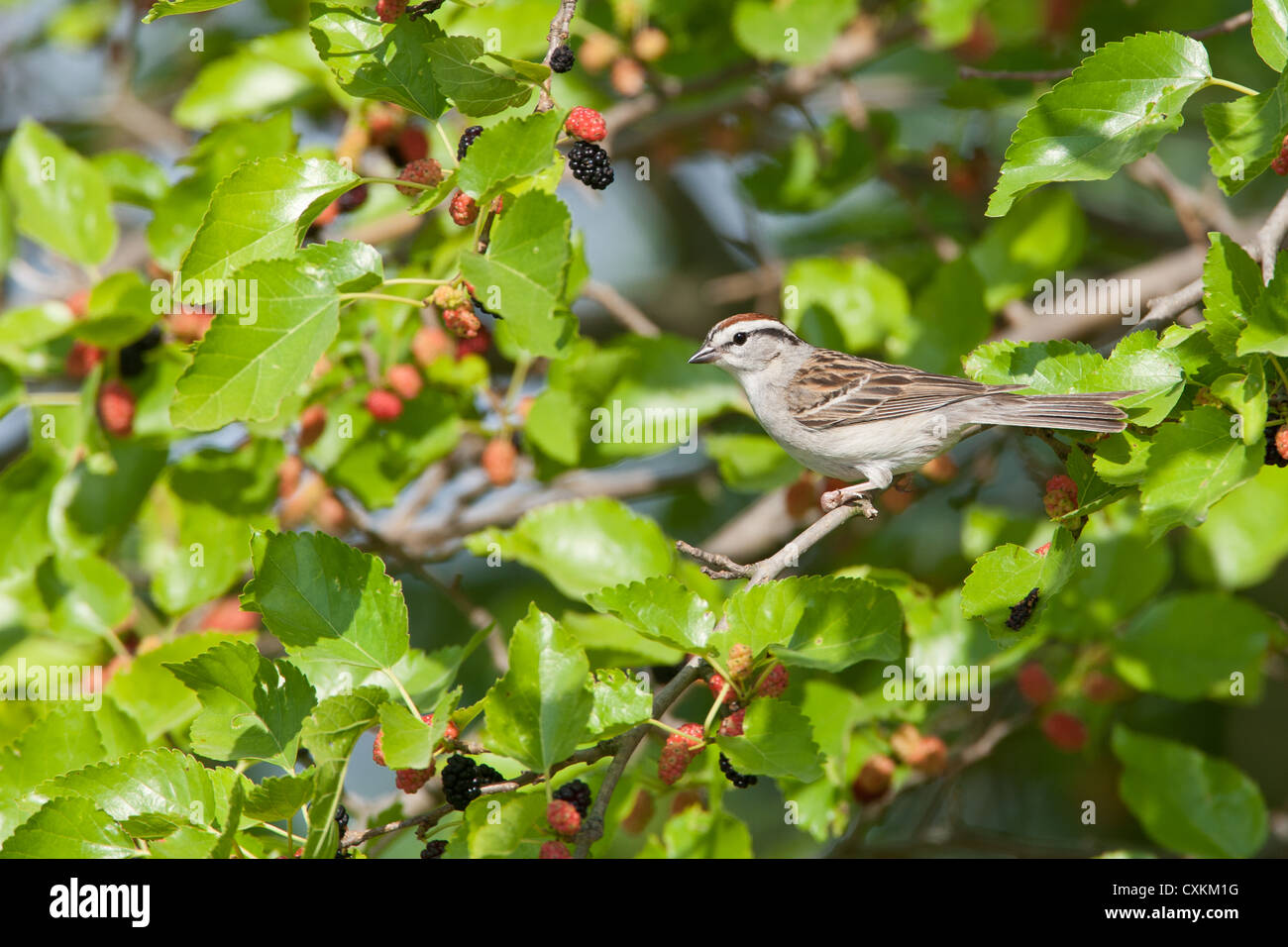 Chipping Sparrow perching in Mulberry Tree Stock Photo