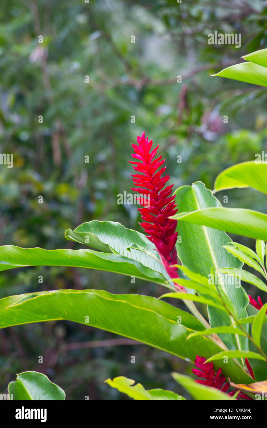 Red Ginger (Alpinia purpurata), Papua New Guinea Stock Photo