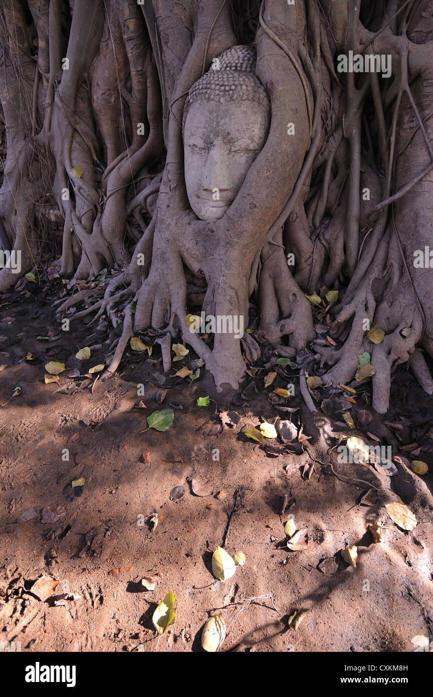 Buddha head Stock Photo