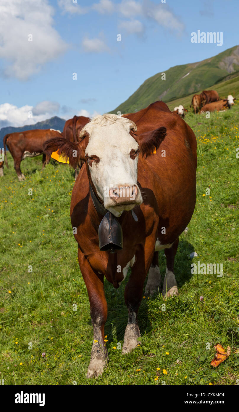 Image of a brown cow on a green slope at high altitude in the French Alps. Stock Photo