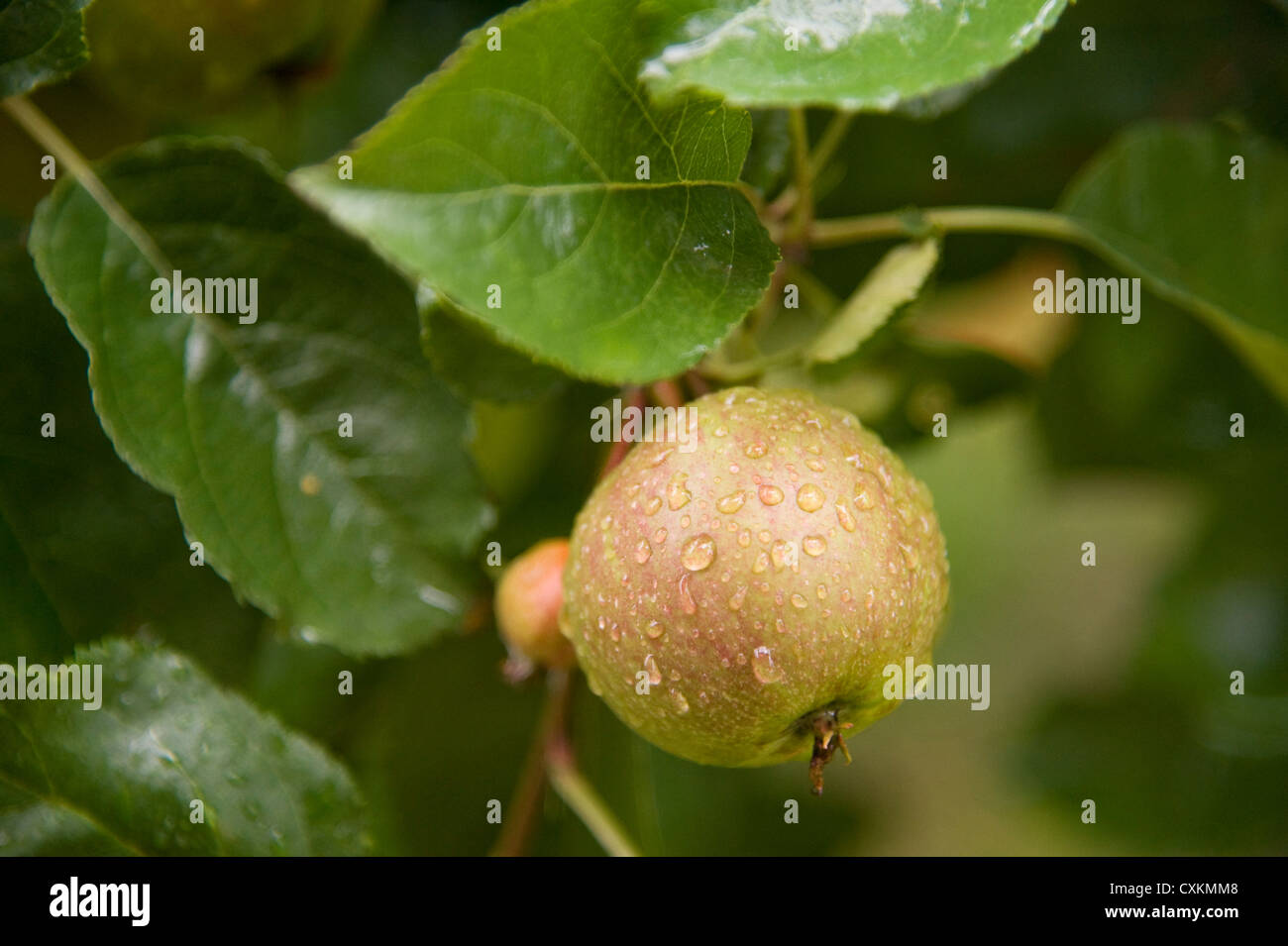Close-up of Apple on Tree, Freiburg, Baden-Wurttemberg, Germany Stock Photo