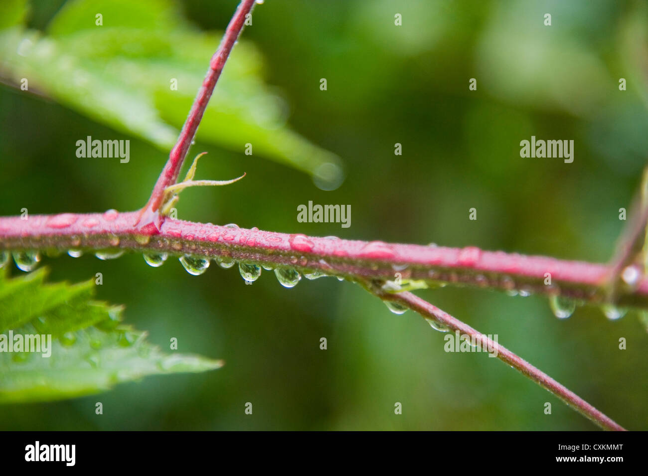 Close-up of Rain Drops on Branch, Freiburg, Baden-Wurttemberg, Germany Stock Photo