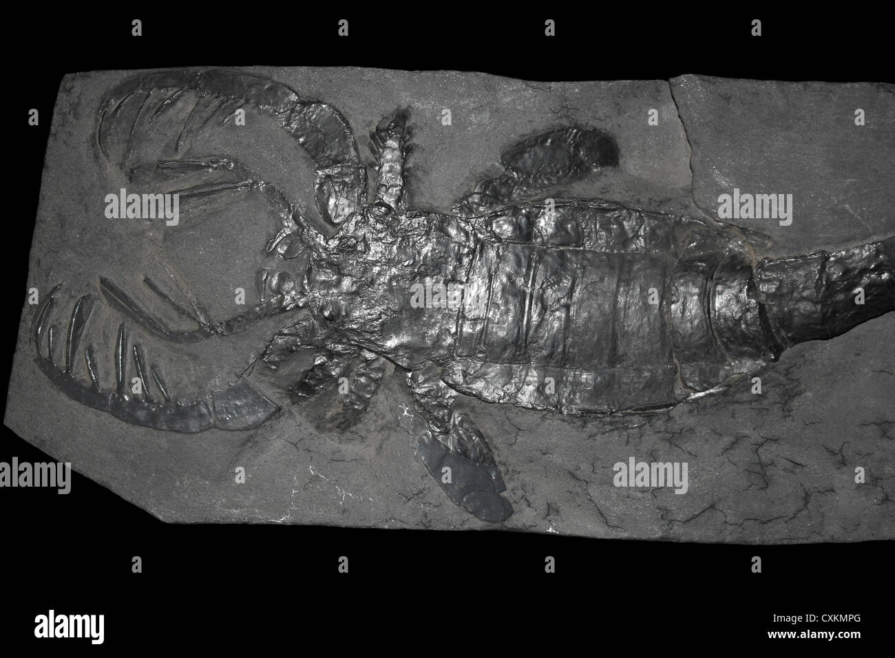 Giant Water Scorpion Fossil Eurypterid sp. Stock Photo