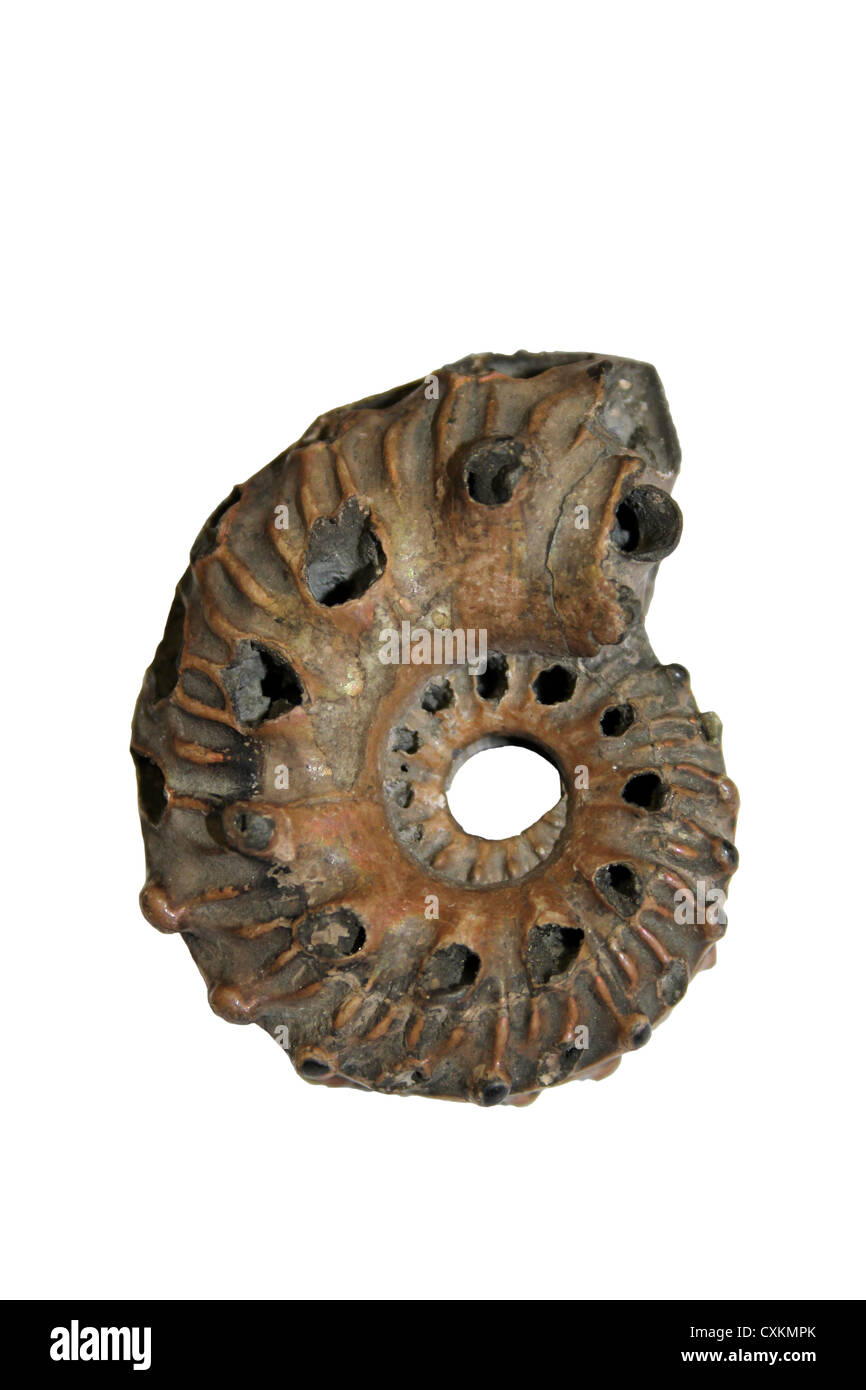 Hoplites A Genus Of European Ammonites  From The Early Cretaceous period Stock Photo