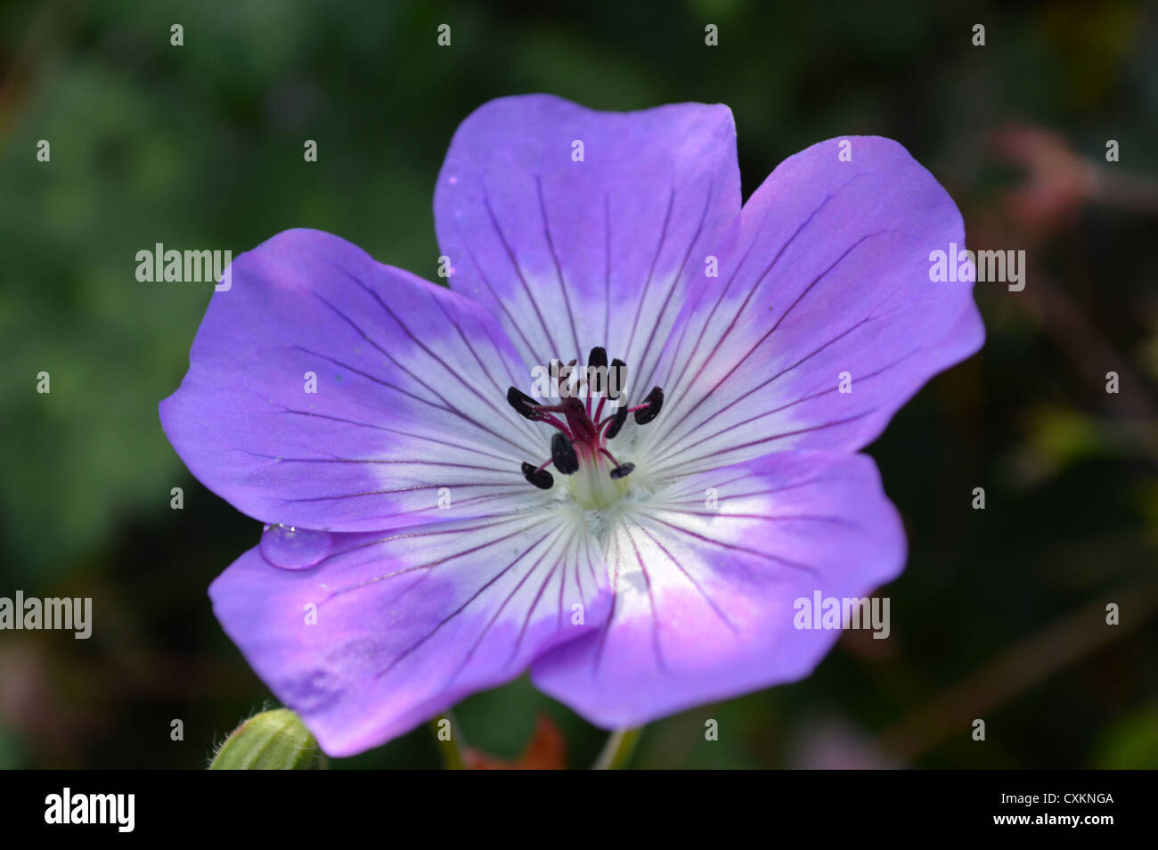 Geranium Rozanne flower Stock Photo