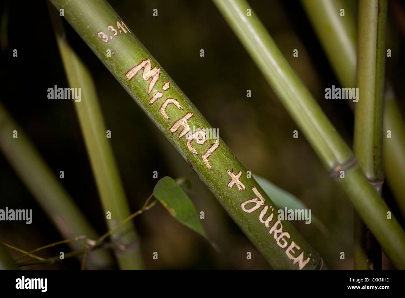 Vow of love carved in bamboo, Michel and Juergen, Japanese arrow bamboo (Pseudomonas japonica), Stock Photo